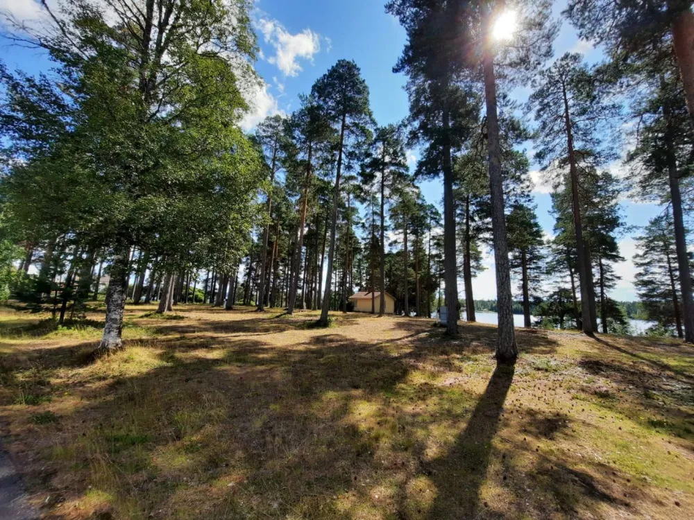 The forest by the hostel.